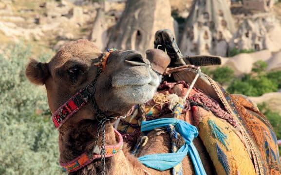 Cappadocia Camel Safari Tour